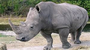 rhinoceros