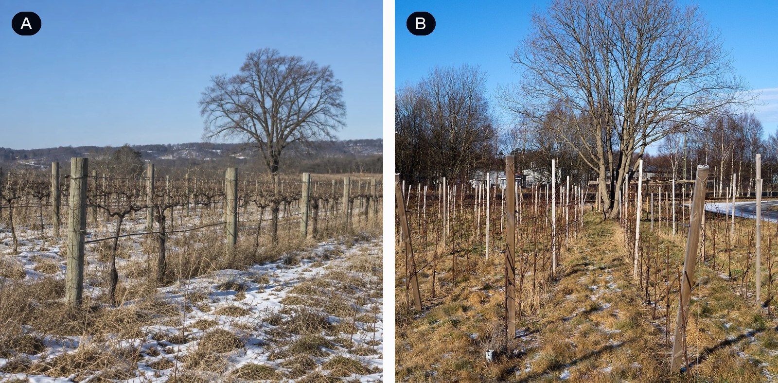 Two winter vineyard images side by side, labeled A and B. One is a real photo, the other was generated by GPT Image 2.5.
