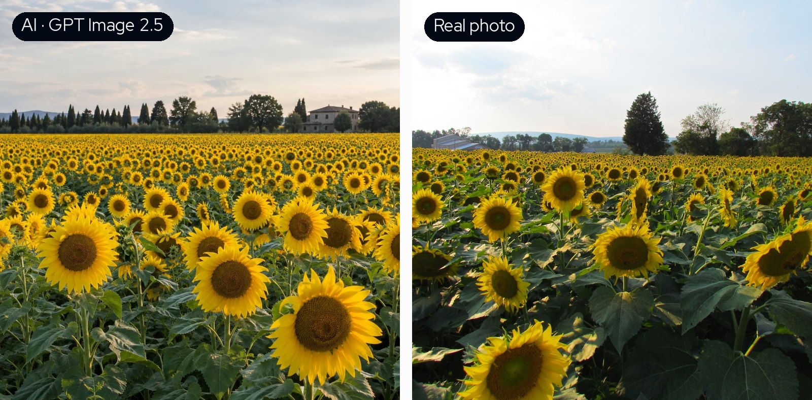 Sunflower field: GPT Image 2.5's neatly ordered sunflowers on the left, the more irregular real field on the right.